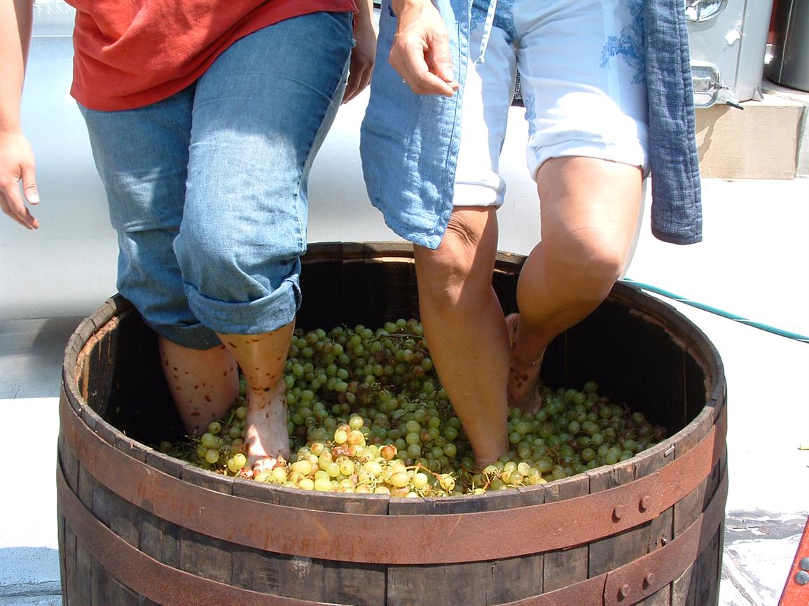 Grapes Stomping Youphoria